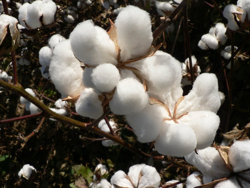 Yarncıty® RAW COTTON PRODUCTS FOR SPINNING MILLS